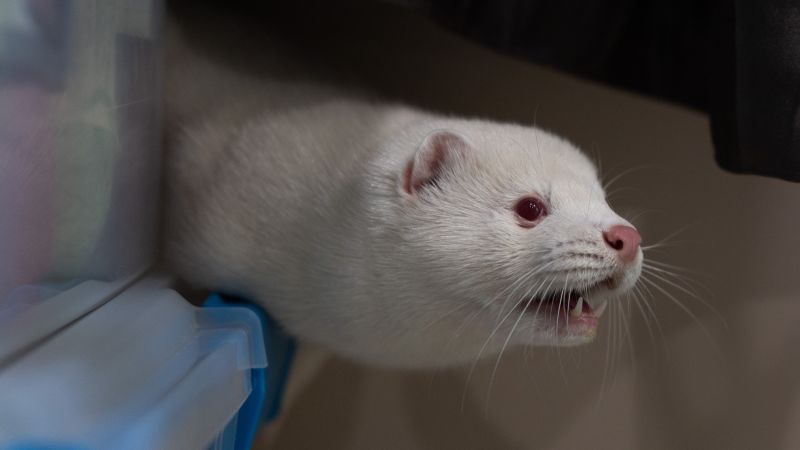 A white mink with red eyes and an open mouth leans out from under a dark cover beside a clear plastic container.